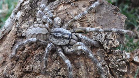 pokie tarantula|biggest spider world poecilotheria rajaei.